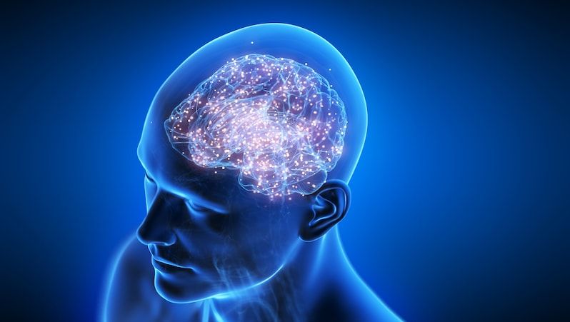 Das Ich und sein Gehirn